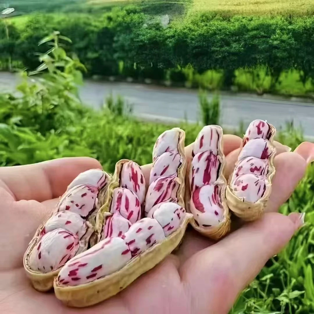七彩花生新鲜湿花生水洗带壳云南新鲜湿花生