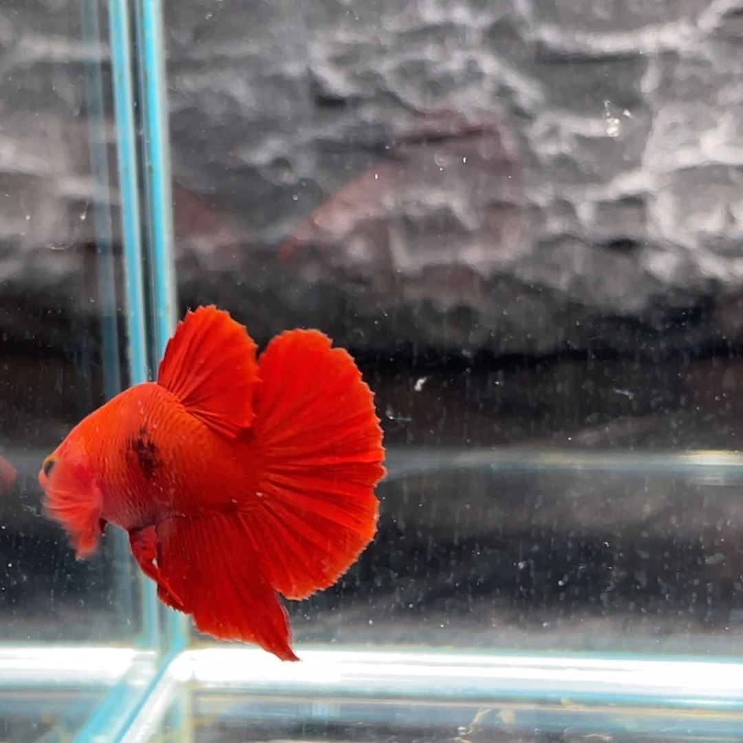 斗鱼超红将军公鱼