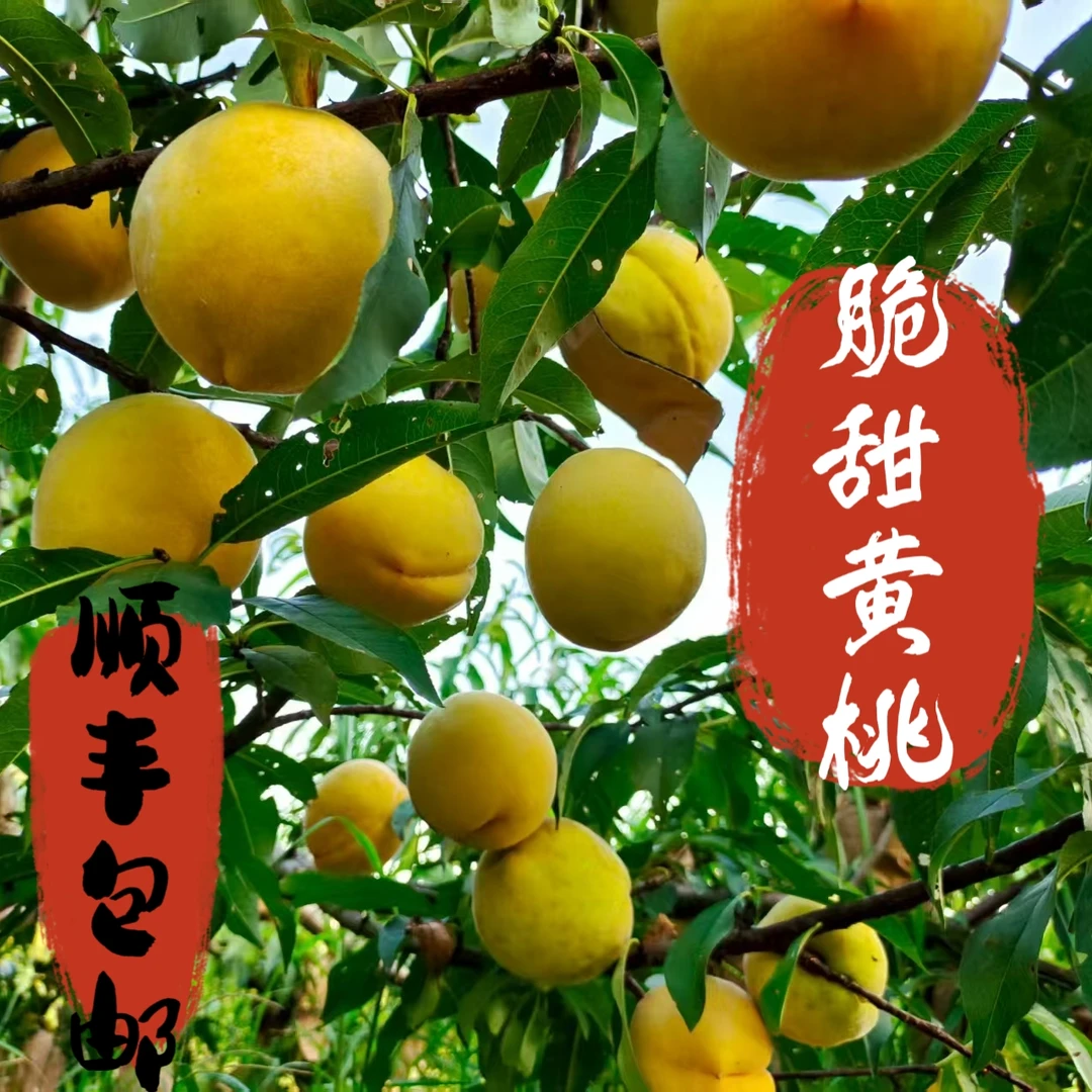 刘姐专属本地黄桃桃子