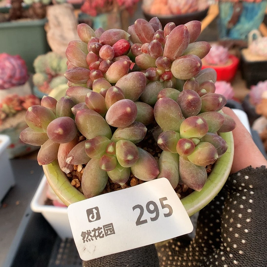 295千带田多肉植物6666
