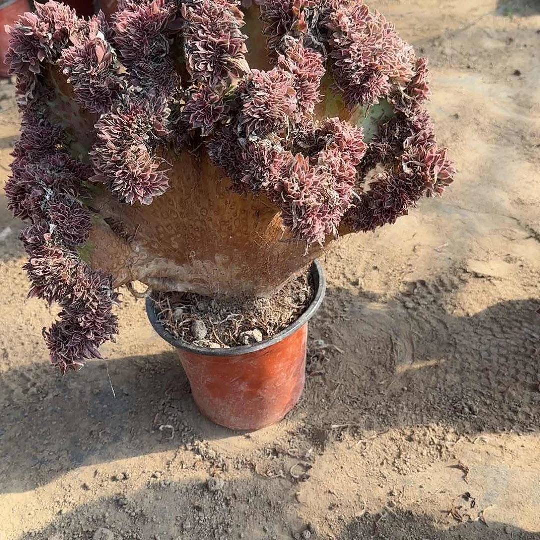 D****?缀话脱土发货缀话