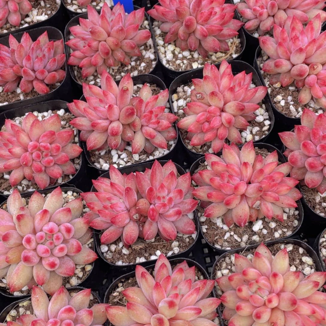 651号 全状态车厘子双头起一个