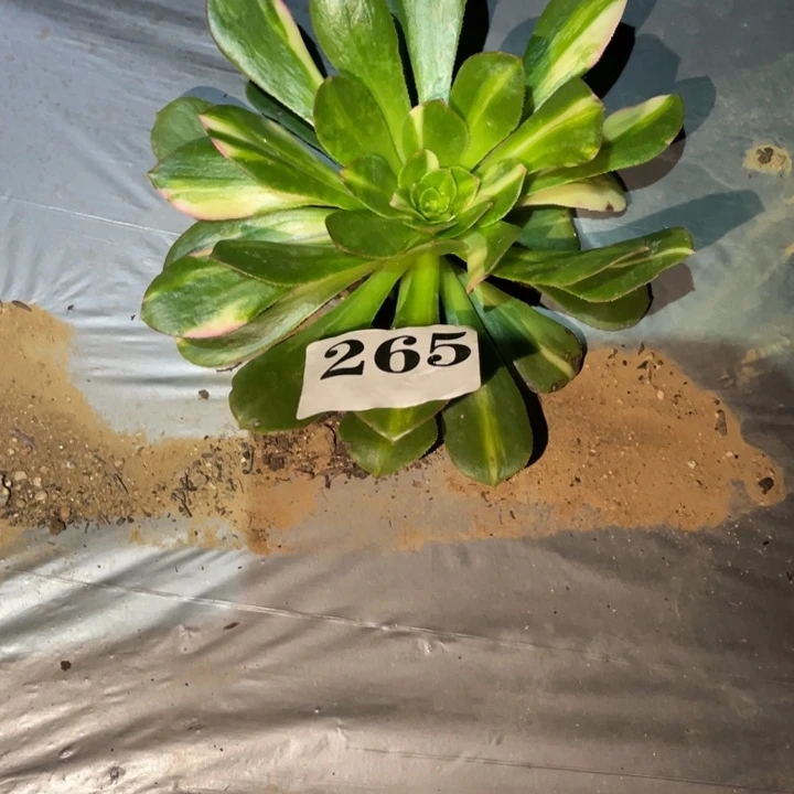 无***菌265绿体花蝴蝶多肉植物