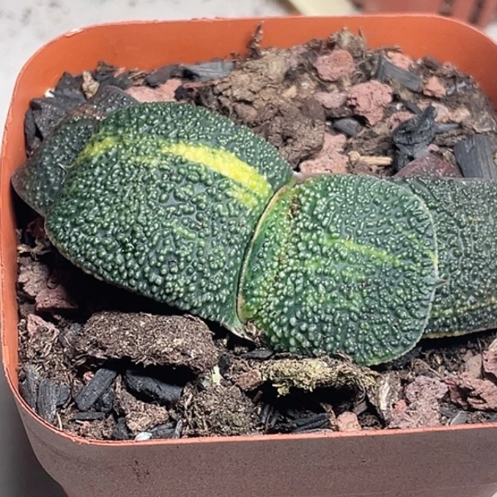 卧牛锦一物一拍1号