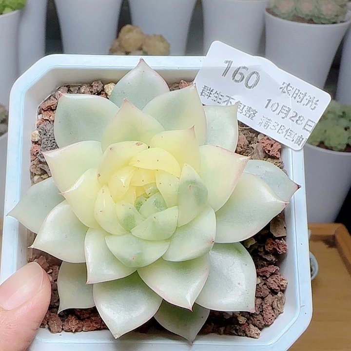 1028-160麦秆锦优选