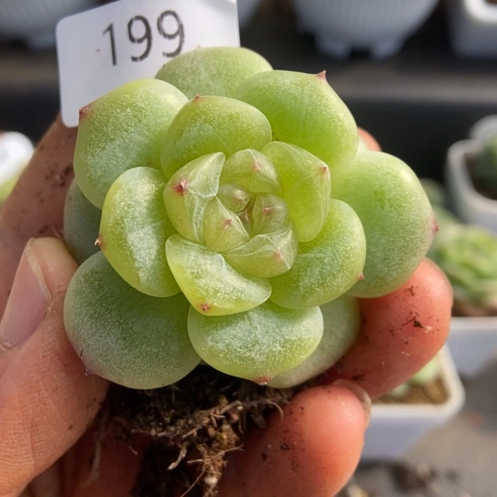 一物一拍一物一拍1111-199