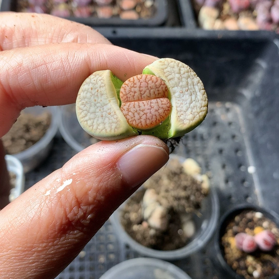 T55多肉植物保护