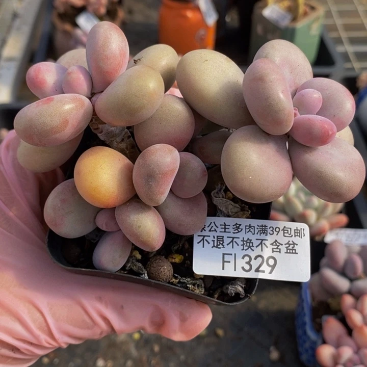 腰子桃蛋10cm329多肉植物