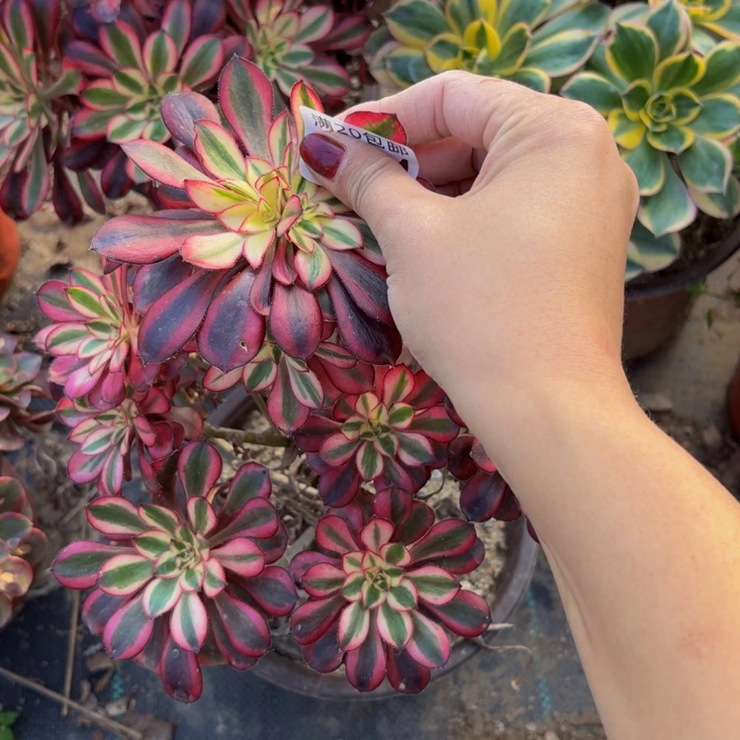 321多肉植物捧花的