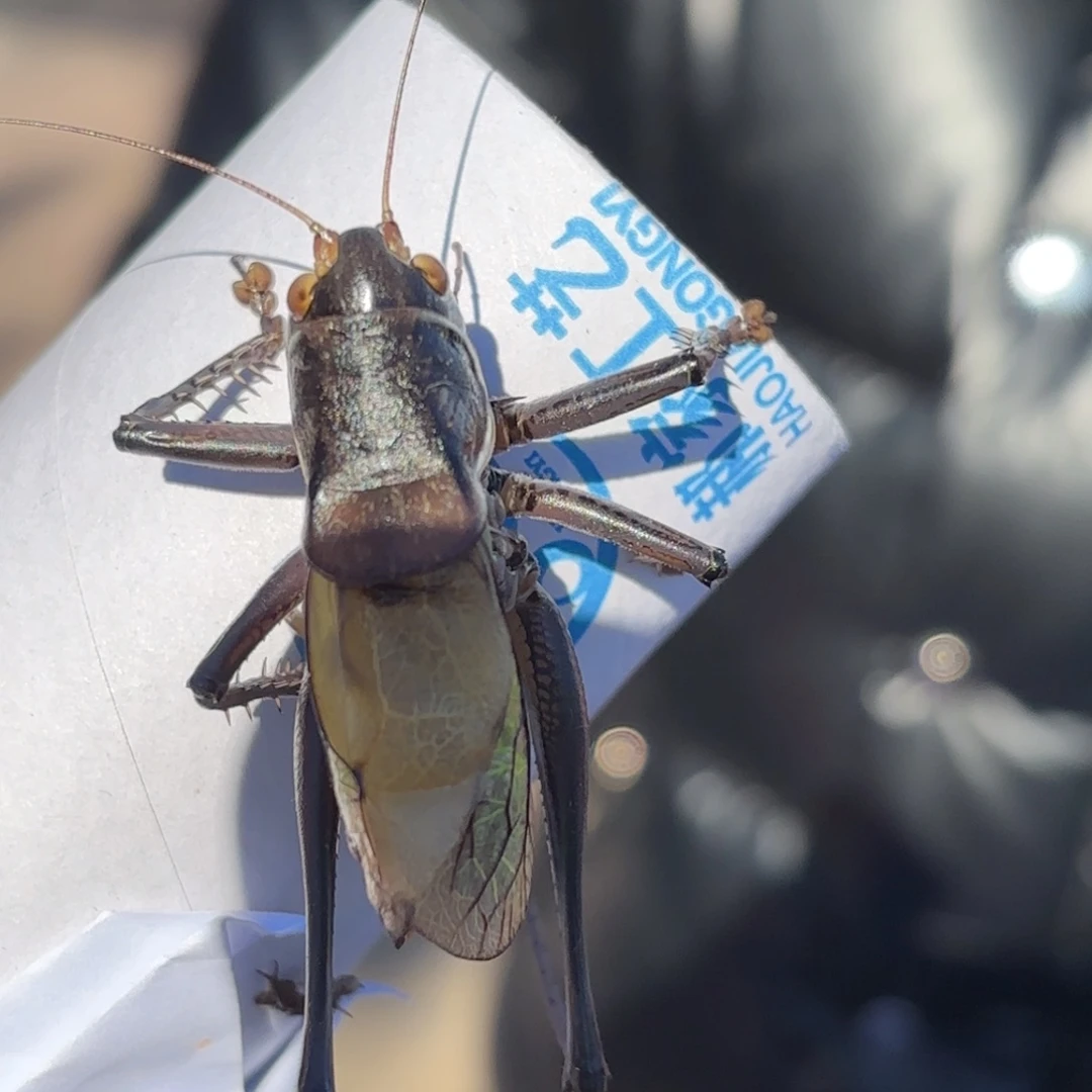 没***.蝈蝈蝈蝈福福价格