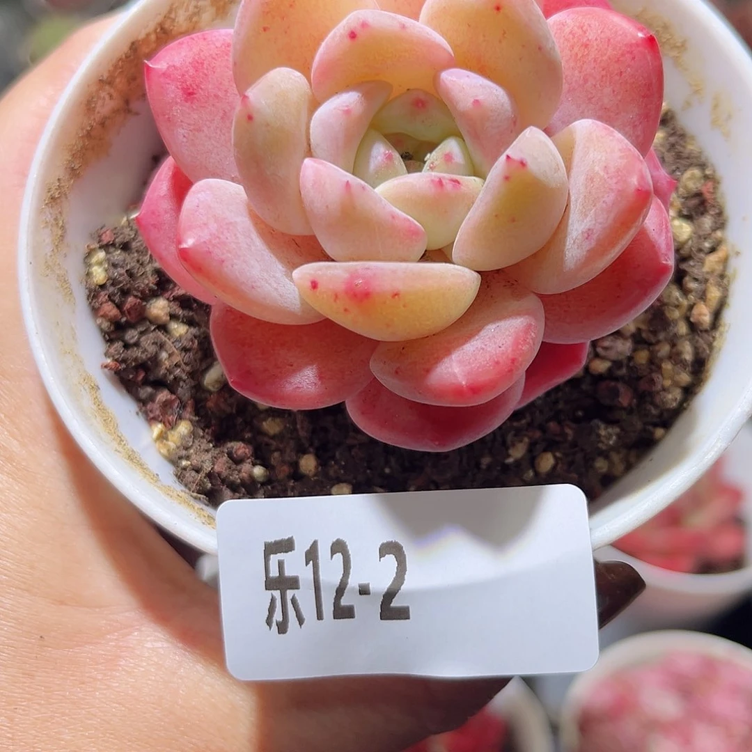 乐12-2 刚毅单头