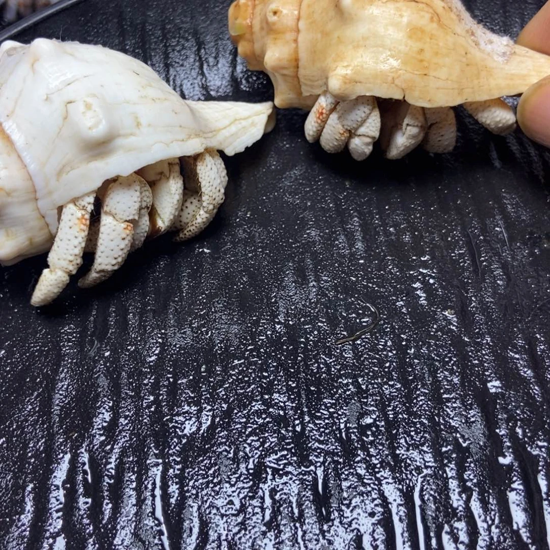 寄居蟹寄居蟹寄居蟹