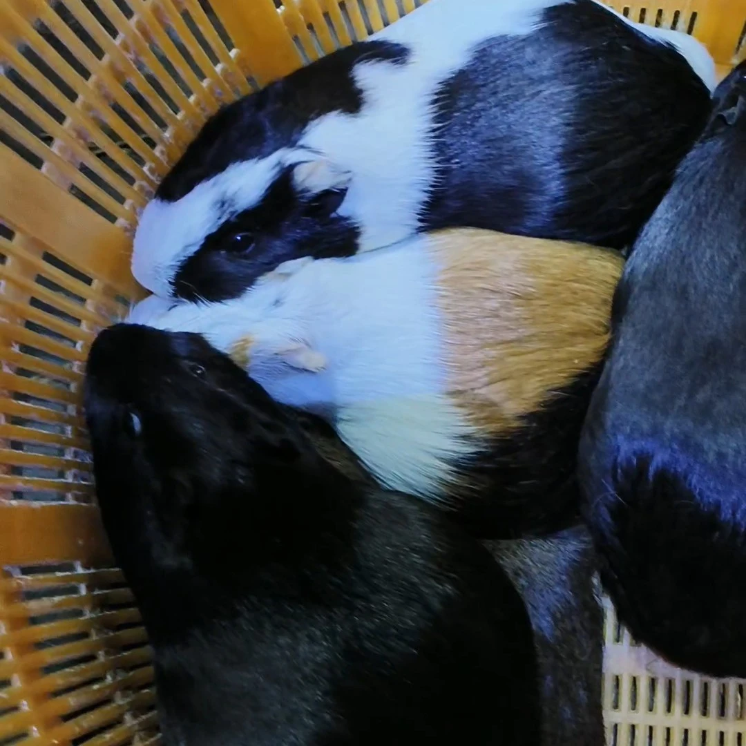 孕猪仓鼠豚鼠荷兰猪一公三母