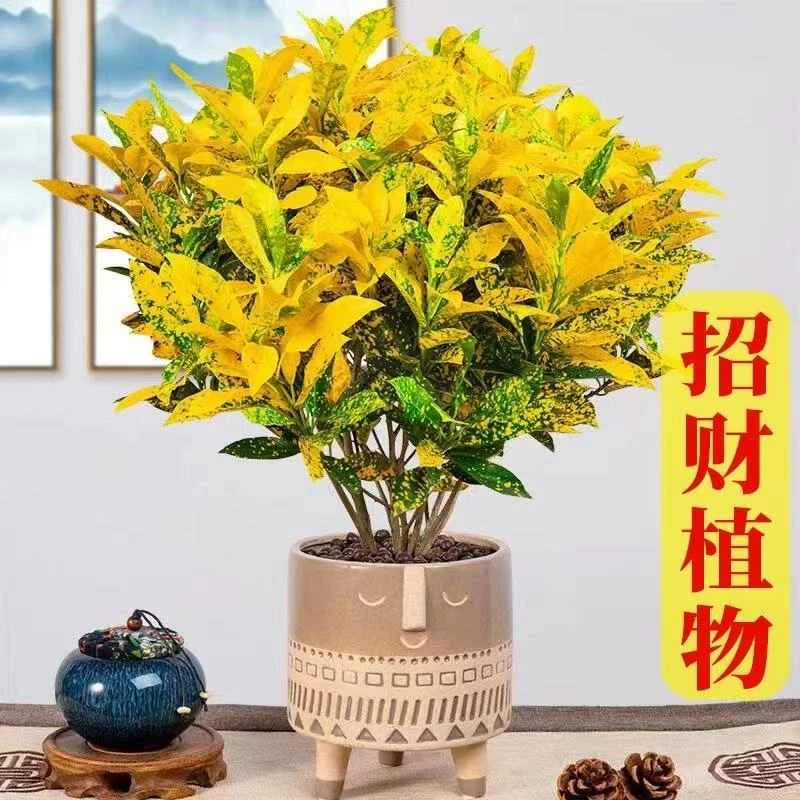 新疆包邮 黄金万两 洒金榕树老桩 农业博览园培育