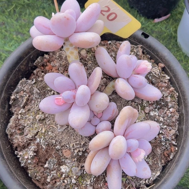 健健康康平平安安