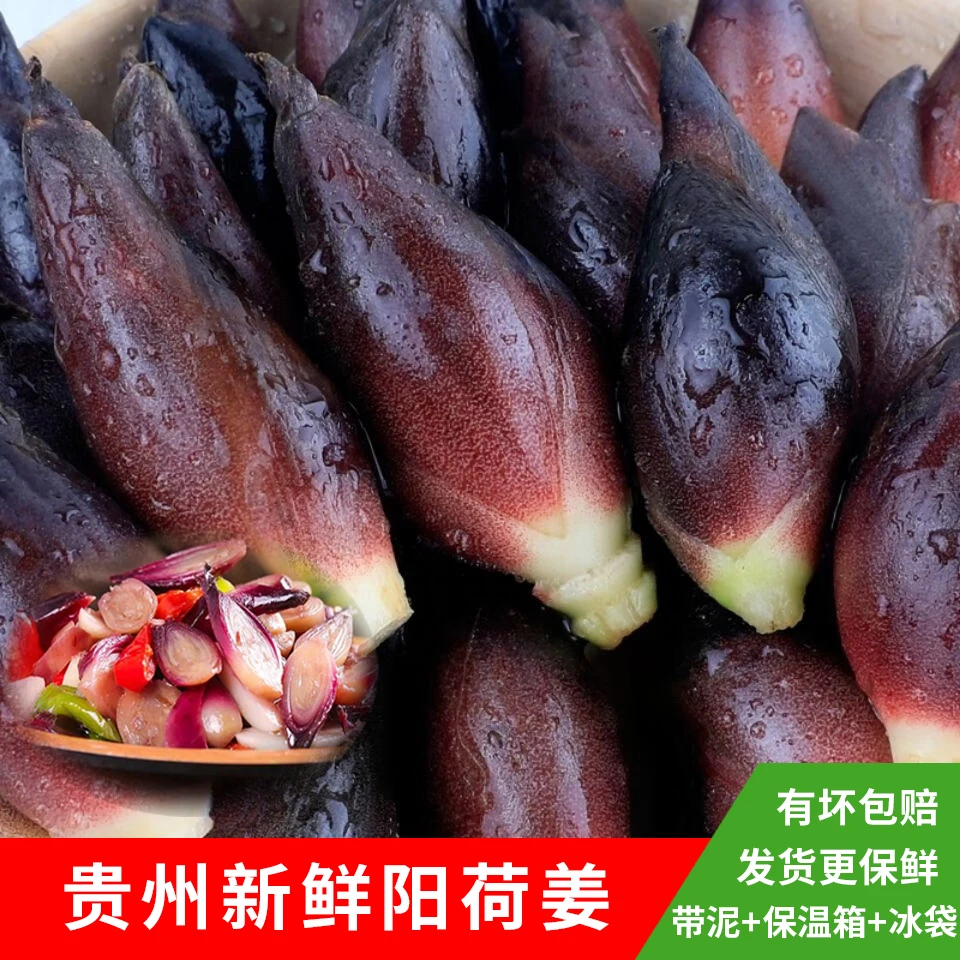 贵州新鲜阳荷姜洋荷精选农家新鲜阳荷姜脆嫩凉拌带泥