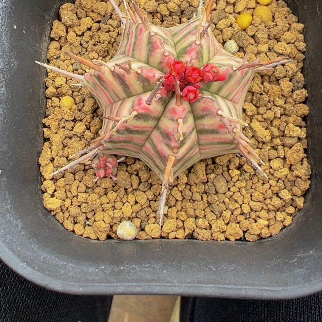 左*斑马锦多肉植物带盆土实生根