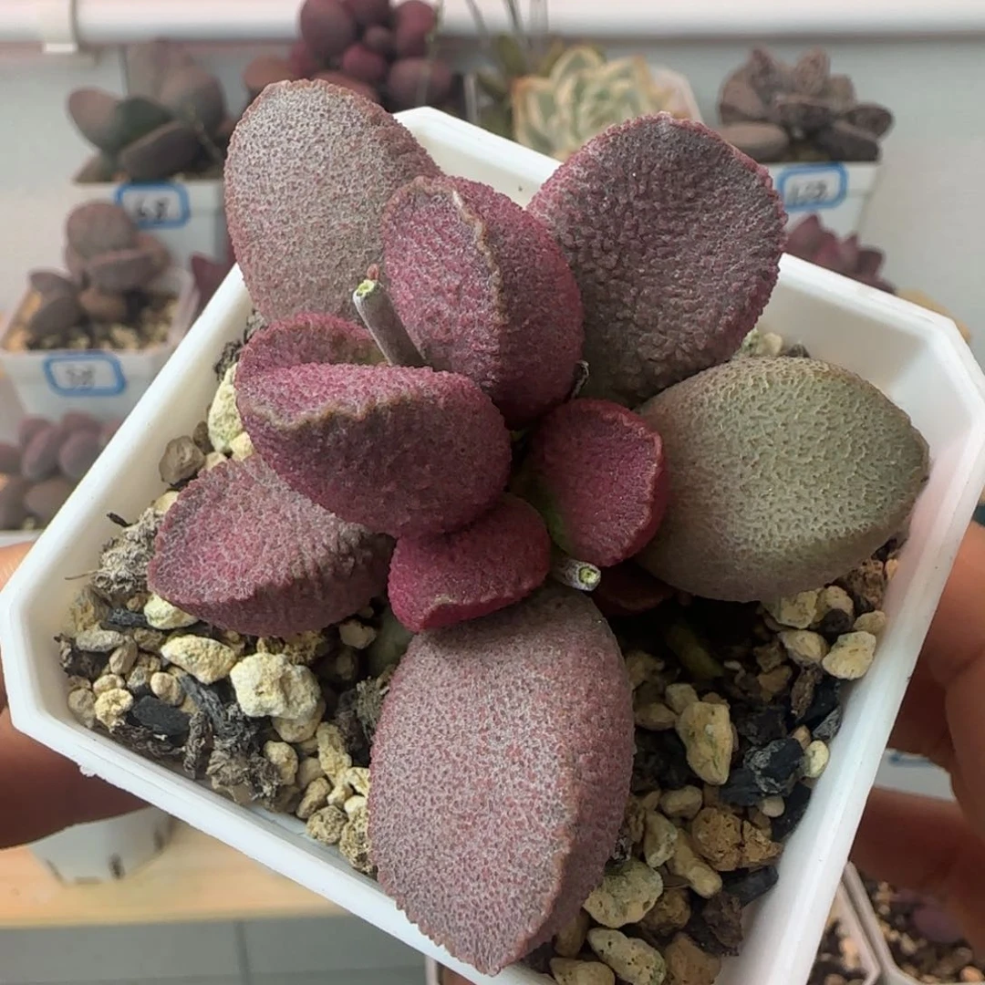 赛猪肝水泡，一物一拍