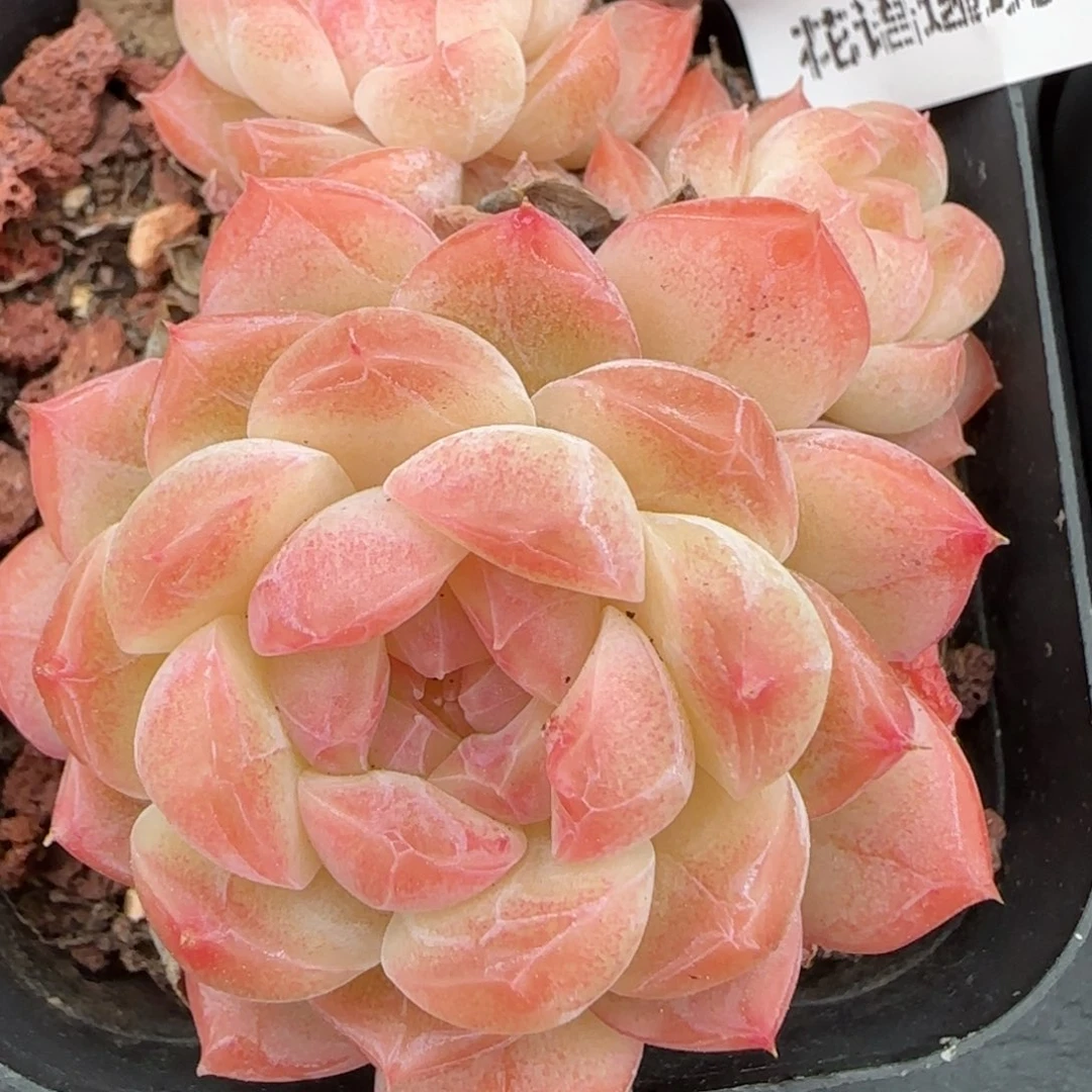 花语逸镜0224-84散