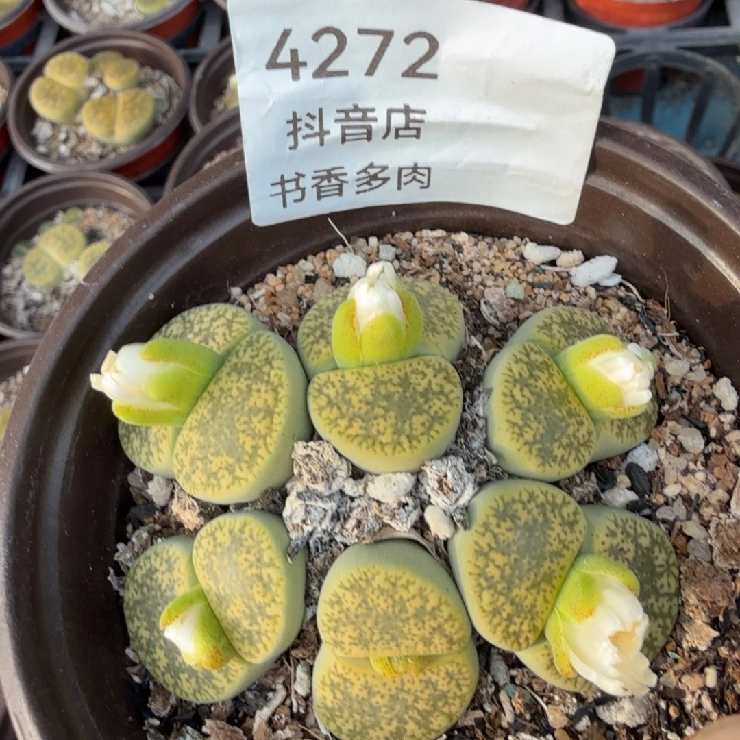 小****多肉。