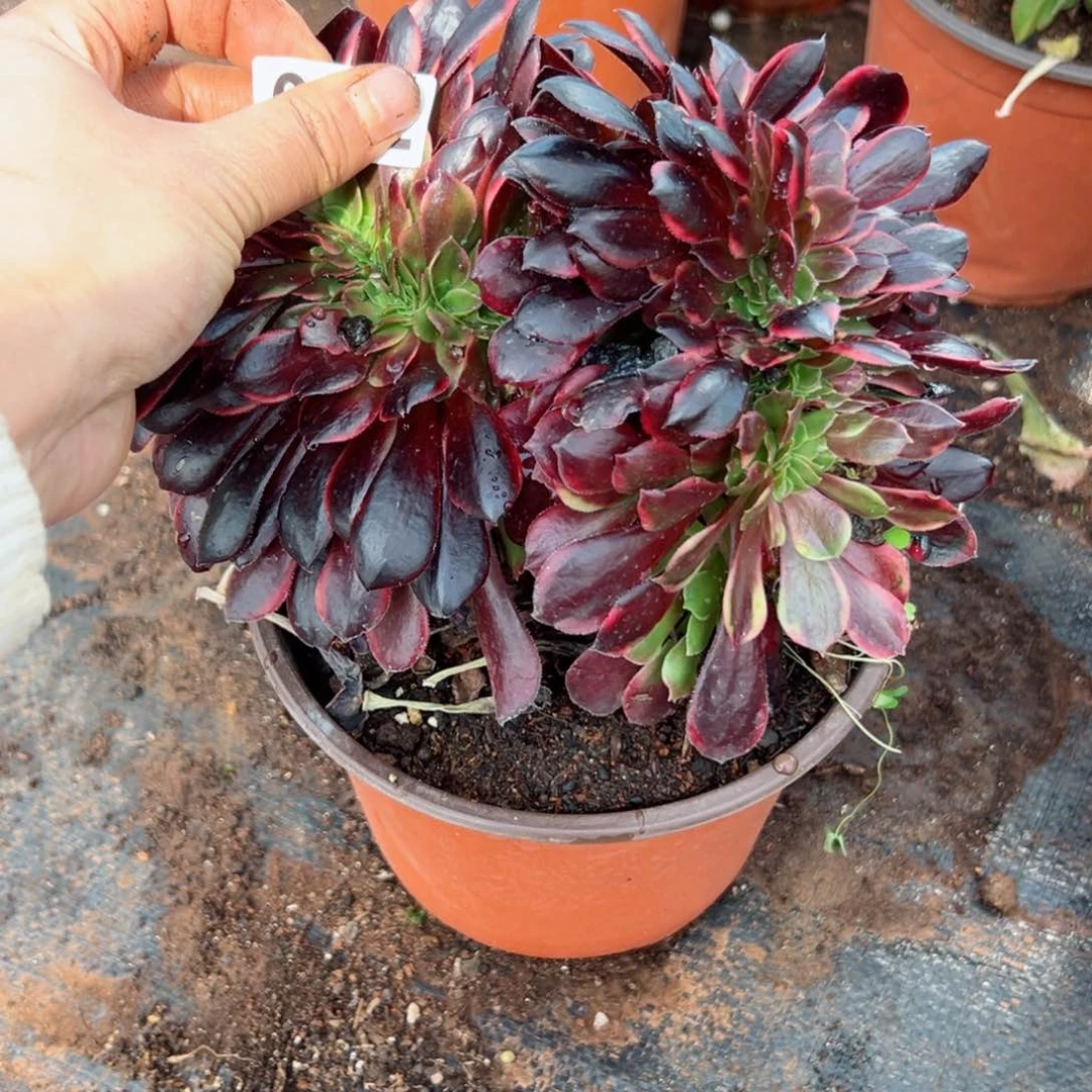 62 号多肉植物法师新年福利来