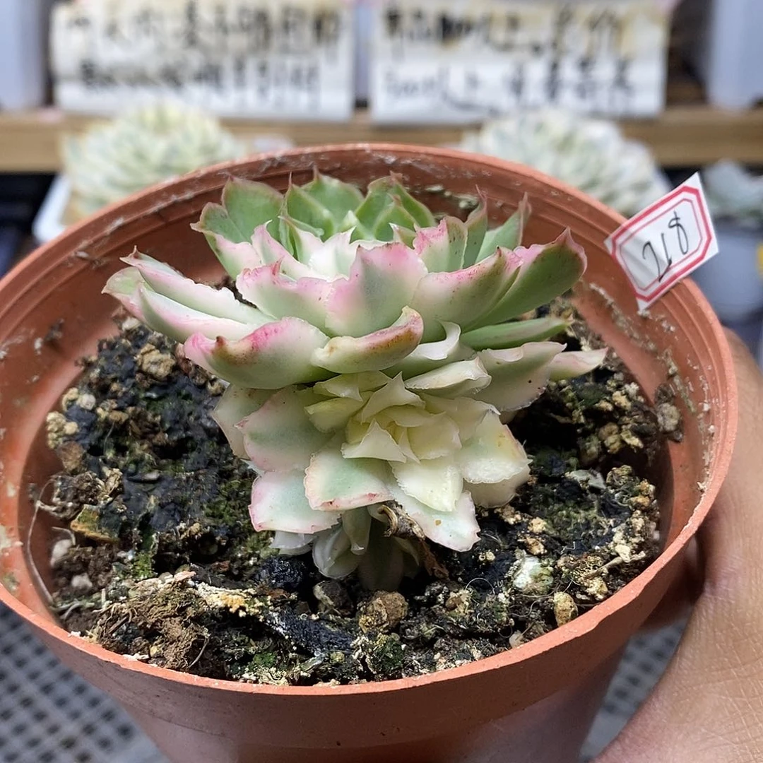 03218 紫蝴蝶锦群有砍