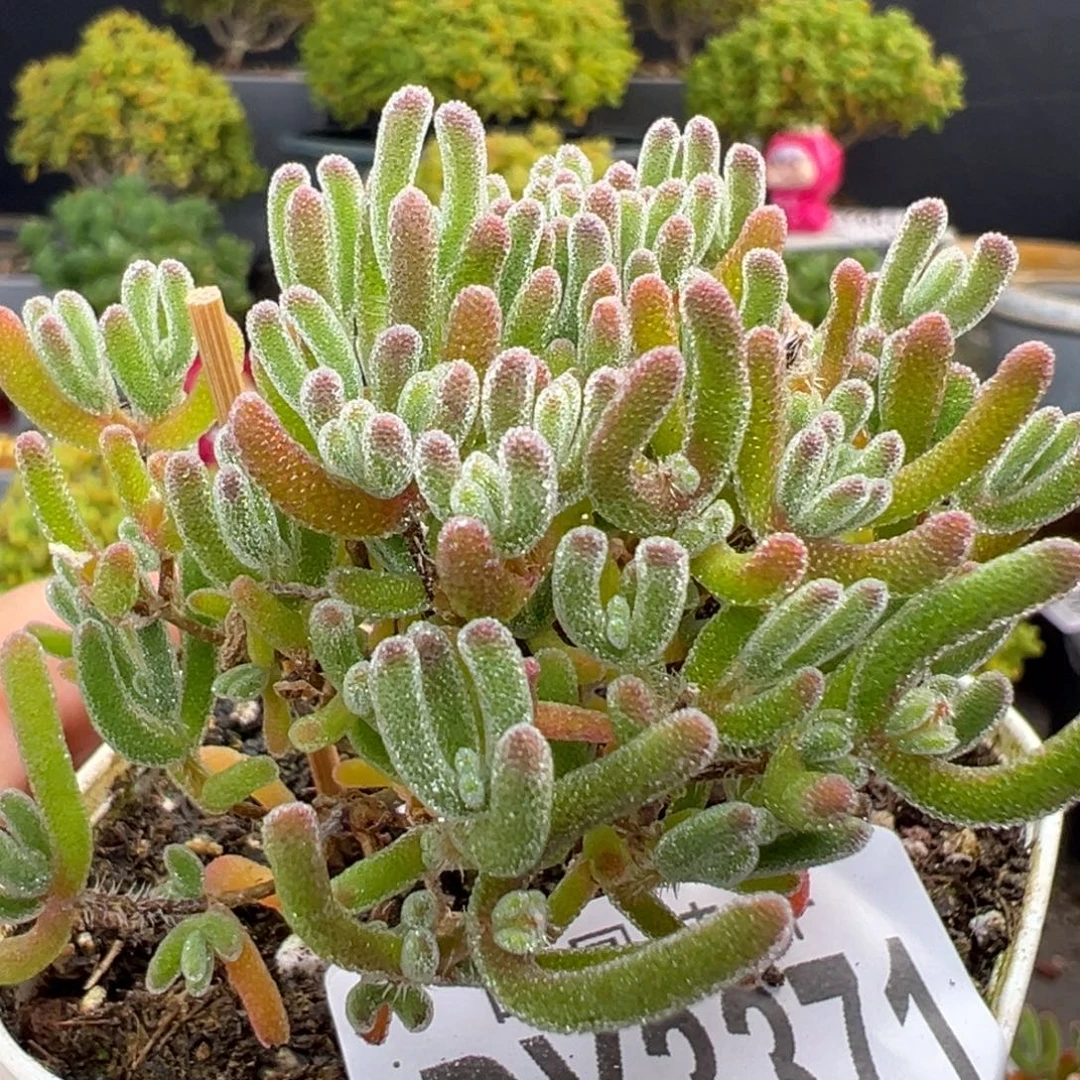 dy3371实生星玉冠幅5.5cm