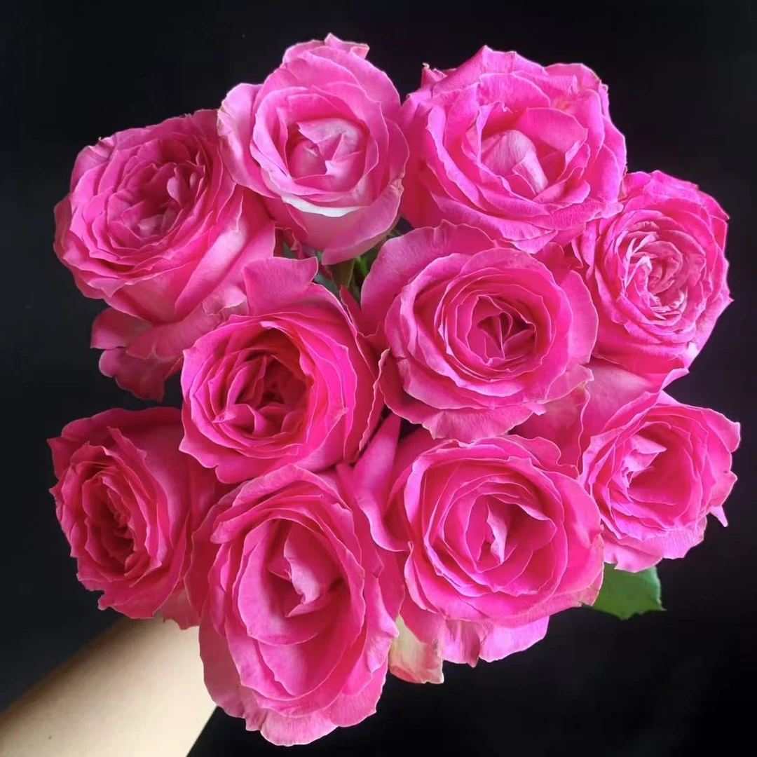 【植迷不误】糖果雪山玫瑰 居家 花束 插花 云南鲜花 基地包邮直发