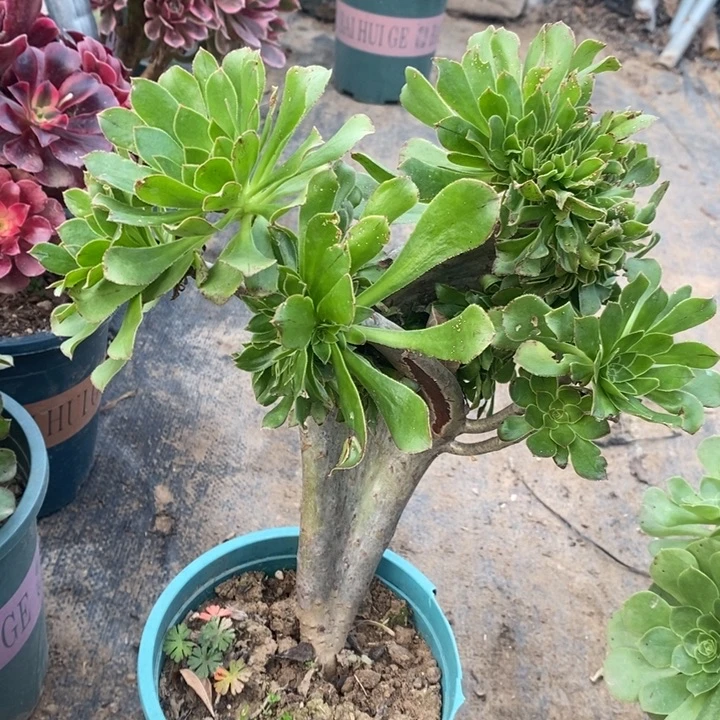 原始绿缀7多肉植物法师法师