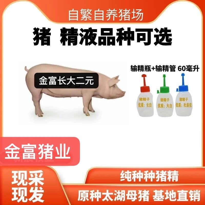 长大二元母猪种公猪精液一件批发包邮包对版生态养殖母猪专用