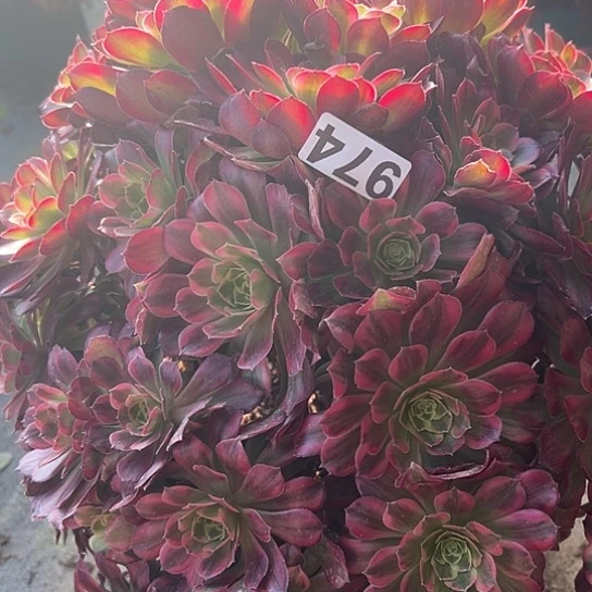 芳***园多肉植物一个