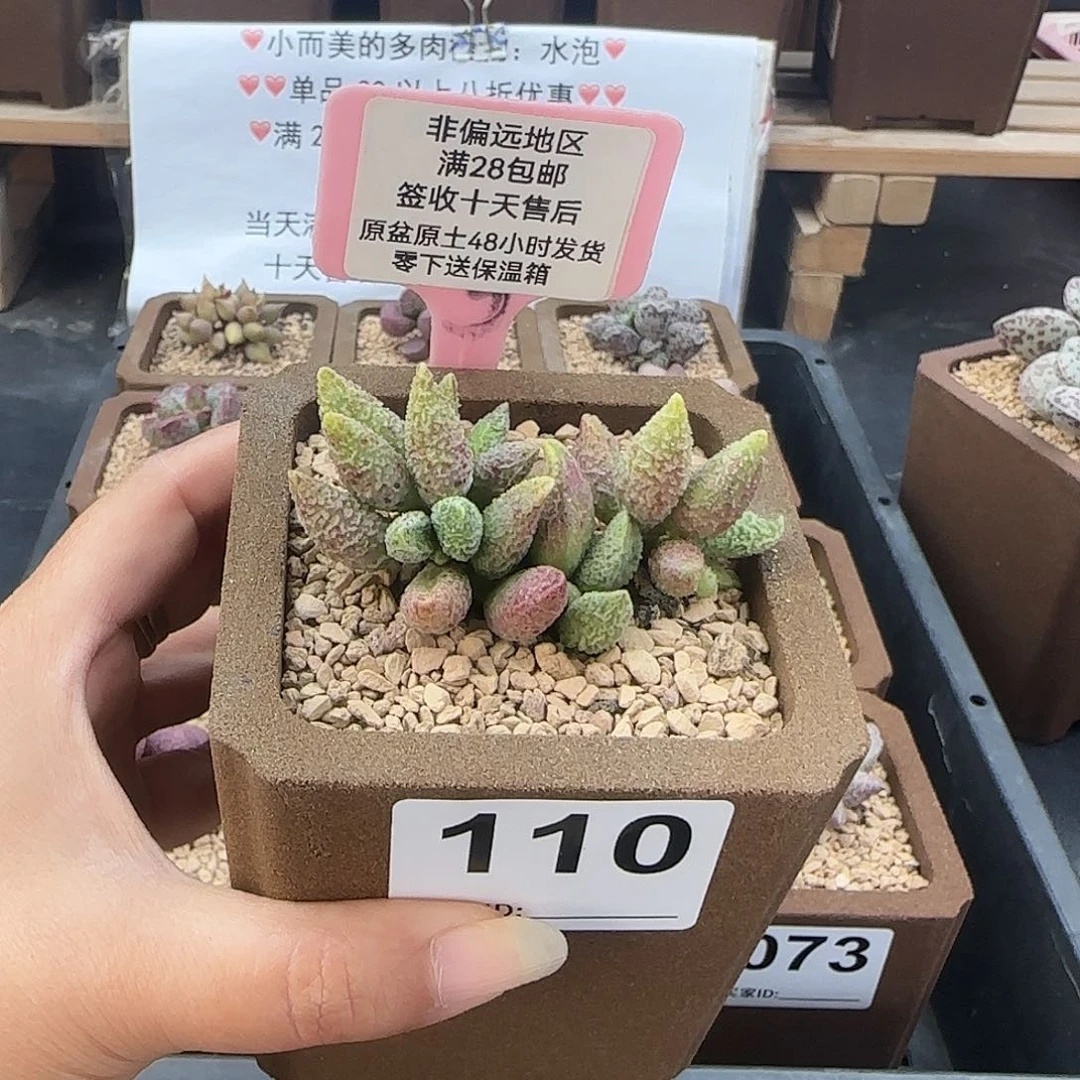 110七彩仙女微瑕多肉植物