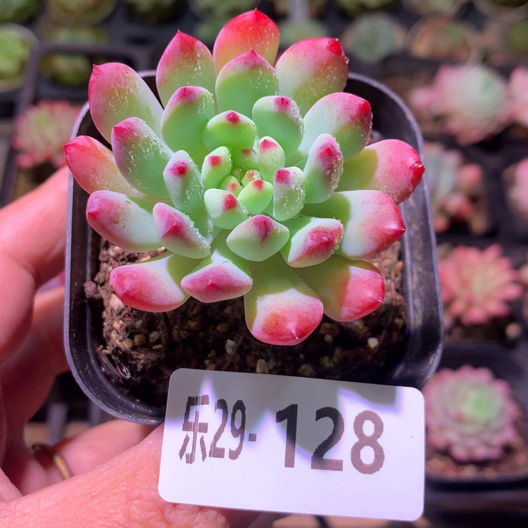 乐然29-128 蓝苹果