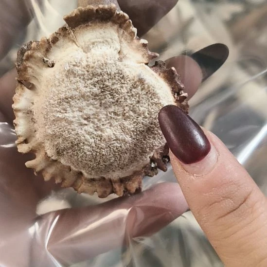 奥***开鹿角鹿角鹿角鹿角鹿角鹿角