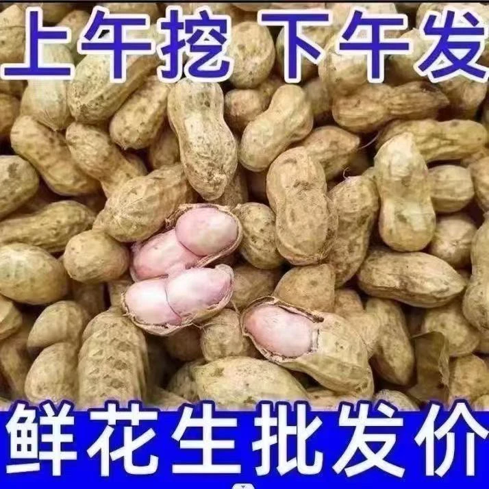 2025当季鲜花生现挖现发新鲜湿花生带壳粉皮新鲜可水煮带泥花生