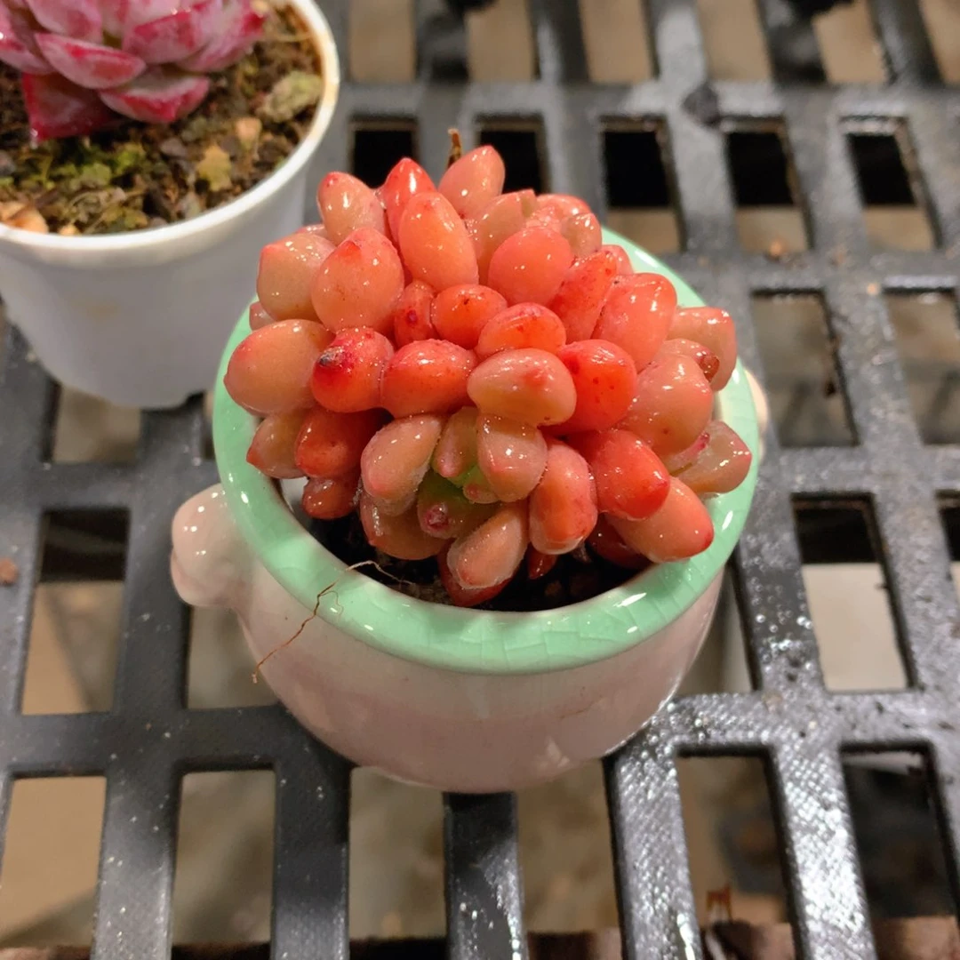 肉萌萌拇指盆精控多肉ZE112