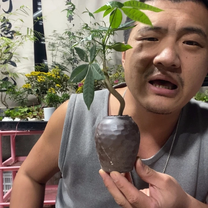 以实际为准盆景绿植盆栽38