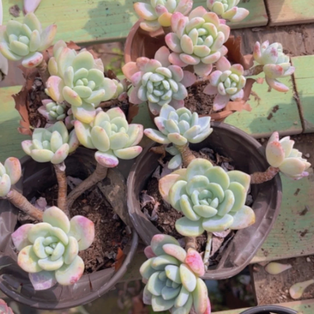 【闪购商品】冷香4颗0865