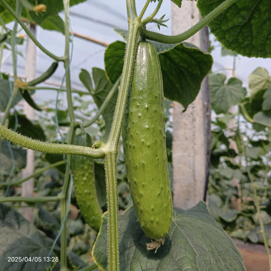 黄瓜4斤-发顺丰-即墨西北洼当地黄瓜