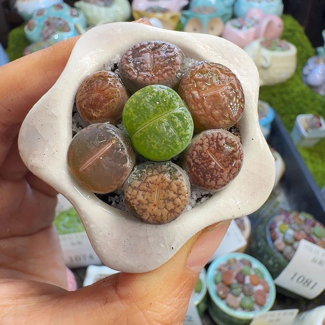 多肉植物福利冲1082