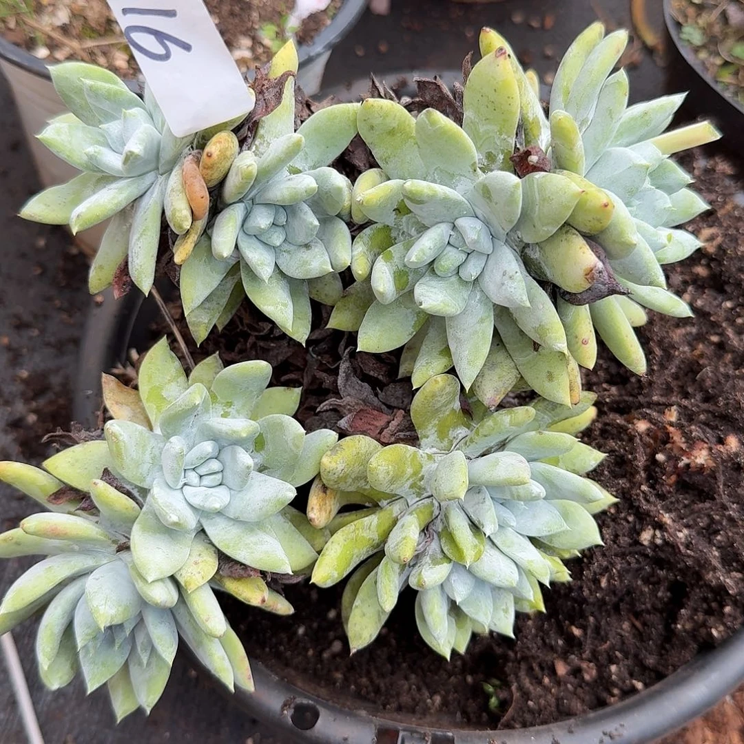 伊***人阿金尼仙女杯多肉福利