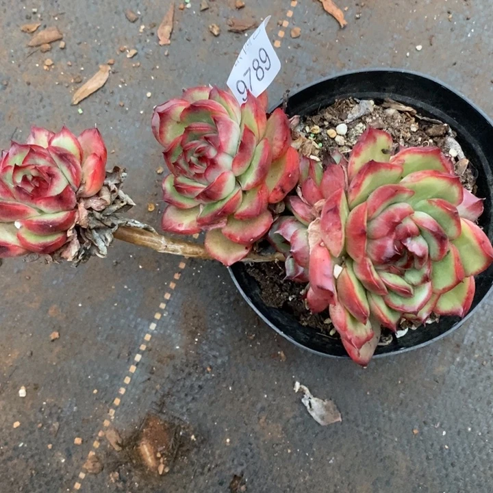 结***花9787掉头不售后，12厘米