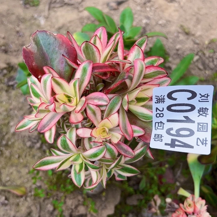 石**园0194无毒锦缀砍头法师