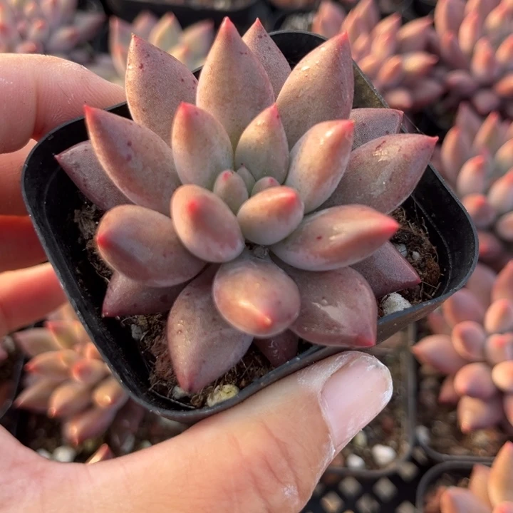 黑水晶球6厘米盆每棵随机