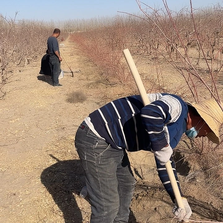 红柳树下肉苁蓉鲜食