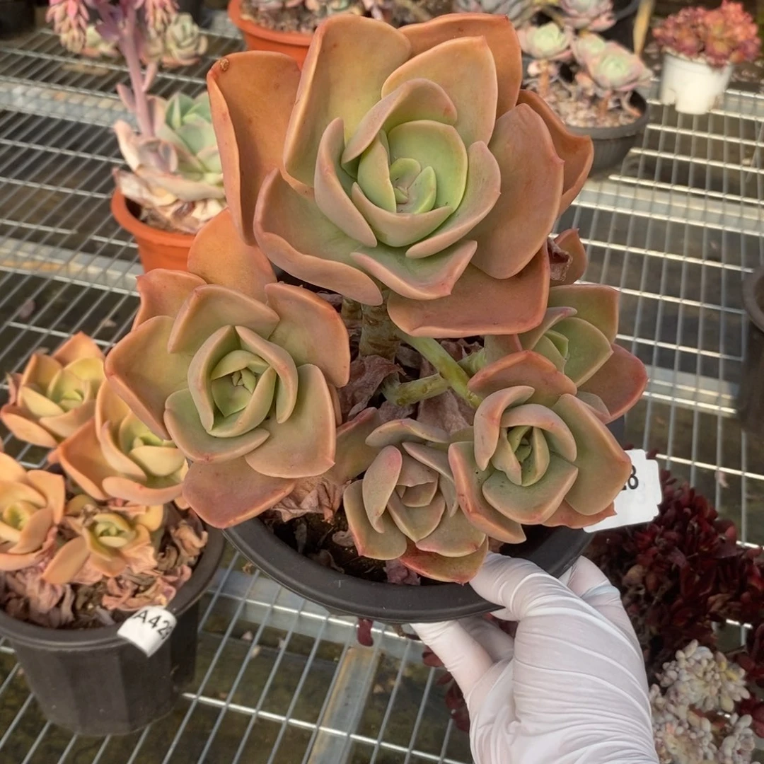 428贺氏老桩一物一拍