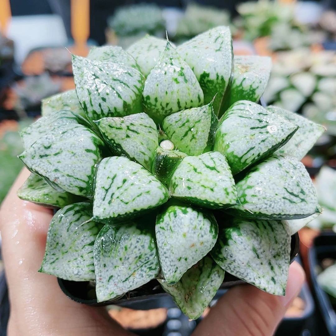 【闪购商品】潘多拉