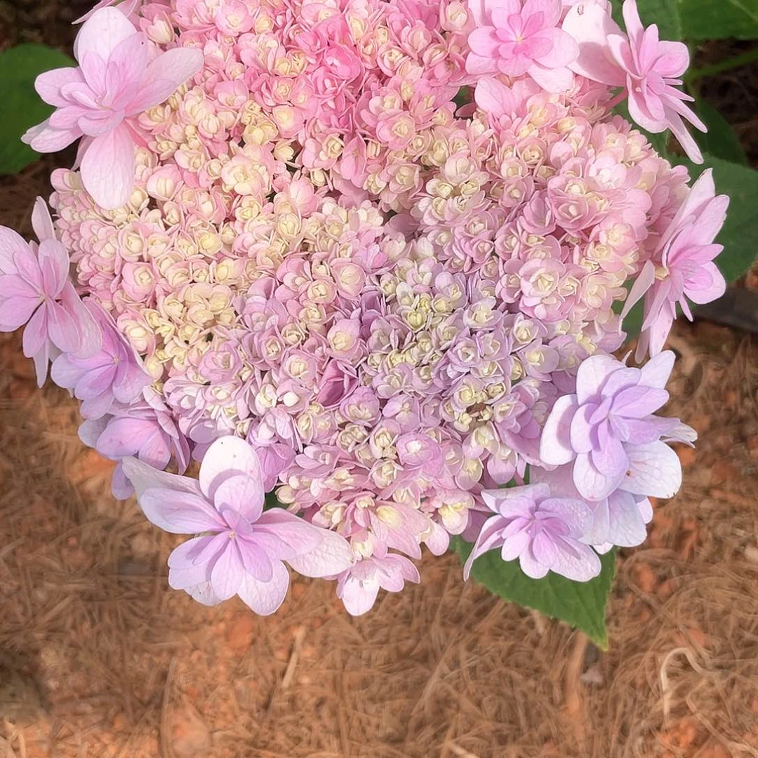 绣球切花一物一拍3枝包邮，9