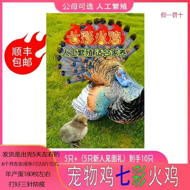 宠物七彩火鸡发货是出壳5天左右的公母可选顺丰包邮