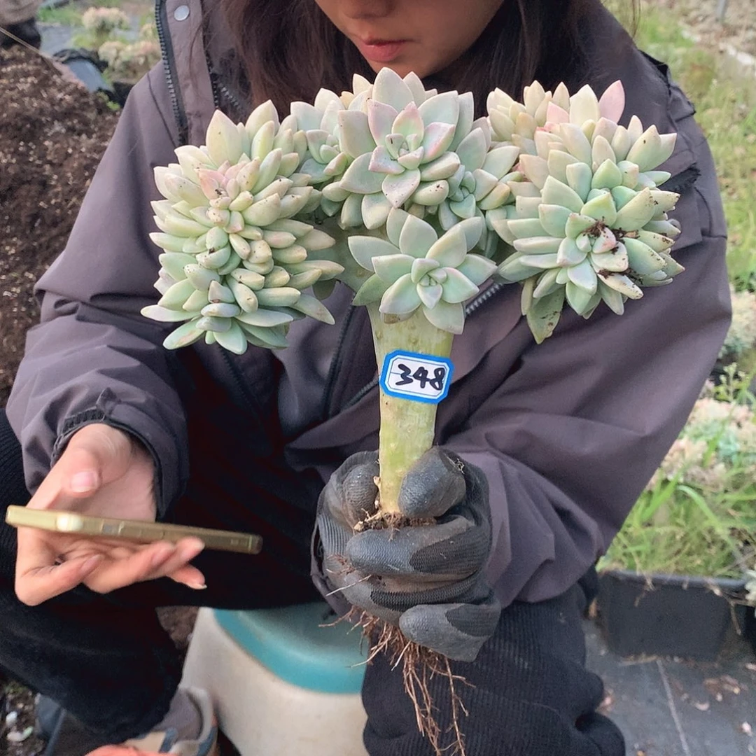348 淡雪缀 一物一拍